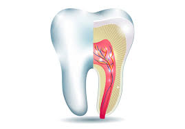 Endodontia